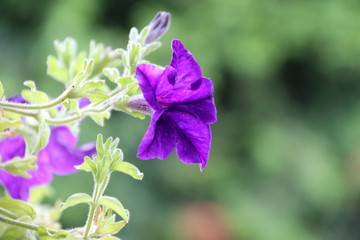 Obraz premium Macro photo of a purple bell flower