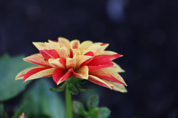 Macro photo of a dhalia flower with yellow and red petals