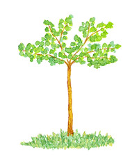 Watercolor Orhamwood or Elm Tree, Hand Drawn and Painted, Isolat