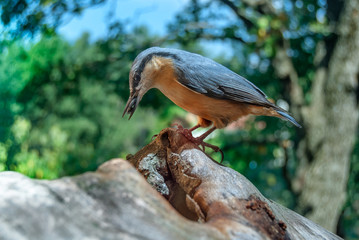 A european nuthatch (Sitta europaea) stocking seeds in a tree cavity