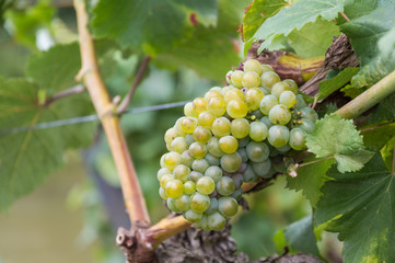 Fototapeta premium Cluster of white grapes on a vine