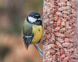 A great tit (Parus major) on a handmade feeder with peanuts