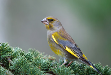 A male greenfinch (Carduelis chloris) on a cedar branch