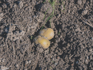 the tuber of a potato field lying on the ground