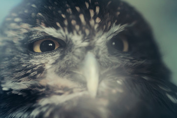 Little owl close up animal portrait