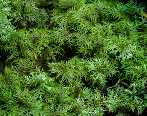 Moss Hylocomium splendens