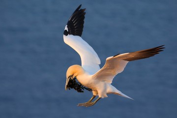 Flying Northern gannet with nesting material in the bill, with dark blue sea water in the...