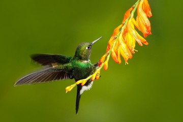Bird with orange flower. Flying hummingbird. Hummingbird in fly. Action scene with hummingbird. Hummingbird Tourmaline Sunangel eating nectar from beautiful yellow flower in tropic Ecuador forest.