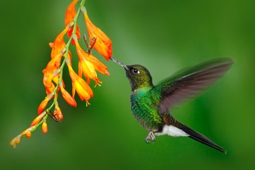 Bird with orange flower. Flying hummingbird. Hummingbird in fly. Action scene with hummingbird....