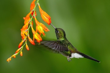 Fototapeta premium Bird with orange flower. Flying hummingbird. Hummingbird in fly. Action scene with hummingbird. Hummingbird Tourmaline Sunangel eating nectar from beautiful yellow flower in tropic Ecuador forest.