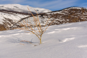 mountain snow winter branch