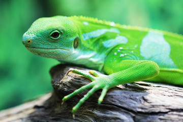 Lizard close up macro animal portrait