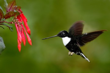 Hummingbird in fly. Flying bird from nature. Collared Inca, Coeligena torquata, dark green black and white hummingbird flying next to beautiful red flower, Colombia. Wildlife scene with exotic bird.