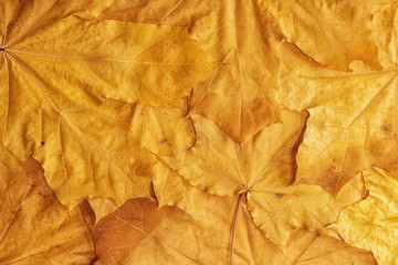 A lot of yellow dry leaves -Background