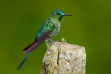 Long-tailed Sylph, hummingbird with long blue tail in the nature habitat, Ecuador. Exotic bird with long tail. Green and blue bird from Ecuador. Long-tailed Sylph sitting on the tree trunk.