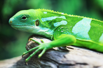 Lizard close up macro animal portrait