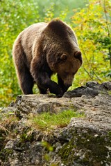 Brown bear, Ursus arctos, hideen behind the tree trunk in the forest. Face portrait of brown bear. Bear with open muzzle with big tooth. Brown bear in the nature. Bear in the forest animal, Romania