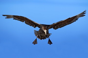 Flying bird. Bird in flight. Giant petrel, big sea bird on the sky. Bird in the nature habitat. Sea bird from Sea Lion Island, Falkland Island. Action scene on the sky. Blue sky with flying bird.