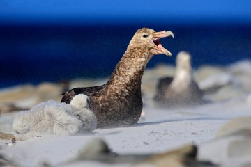 Giant petrel, Macronetes giganticus = giganteus, big sea bird with young in the nest. Bird in the nature habitat. Bird sitting in the white sand beach. Sea Lion Island, Falkland Island. Bird in sand.