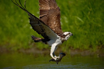 Osprey catching fish. Flying osprey with fish. Action scene with osprey in the nature water habitat. Osprey with fish in fly. Bird of prey with fish in the talon. Bird osprey hunting in the water.