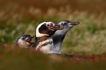 Three birds in the nesting ground hole, baby with mother and father, Magellanic penguin, Spheniscus magellanicus, nesting season, animals in the nature habitat, Argentina, South America