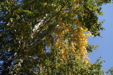 Obraz premium Autumn. Birch.