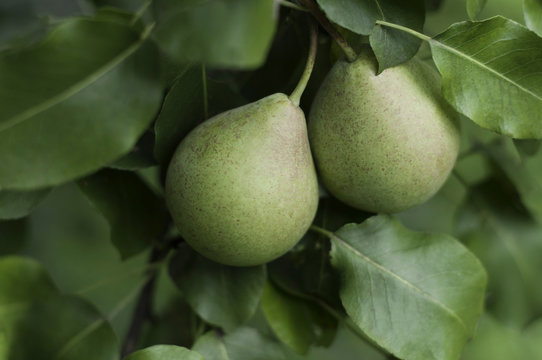 Pears hanging in a pear tree with leaves foreground