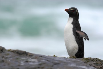 Fototapeta premium Rockhopper penguin, water bird jumps out of the blue water while swimming through the ocean in Falkland. Penguin in the sea. Action water scene with penguin. Antarctica. Penguin on the rock