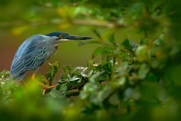 Heron sitting on the branch with river. Striated Heron, Butorides virescens, in the nature. Heron in the dark tropic forest. Heron in the nature habitat. Animal from Trinidad and Tobago.