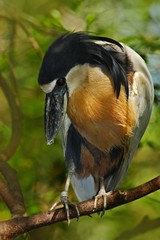 Boat-billed Heron with fish in the bill. Bird in the tropic green forest, sitting on the tree branch. Wildlife scene from nature. Bird in the exotic habitat Rare bird.Heron with big beak.