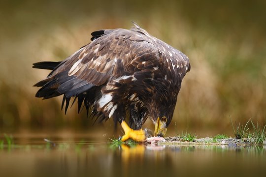 Eagle with fish. White-tailed Eagle, Haliaeetus albicilla, feeding kill fish in the water, with brown grass in background, Norway. Eagle in the water. Feeding scene with eagle and fish. Bird of prey.