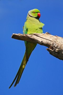 Green parrot sitting on tree branch with blue sky. Rose-ringed Parakeet, Psittacula krameri, beautiful green parrot in the nature green forest habitat, Sri Lanka, Asia. Parrot from nature with sky.