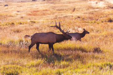 Elk