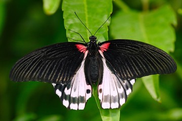 Beautiful butterfly from Borneo. Scarlet swallowtail, Papilio rumanzovia, sitting on the green leaves. Insect in dark tropic forest, nature habitat. Black and white butterfly in green vegetation. 