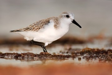 Semipalmated sandpiper, Calidris pusilla, sea water bird in the nature habitat. Animal on the ocean coast. White bird in the sand beach. Beautiful bird from Florida, USA