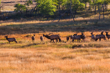 Elk