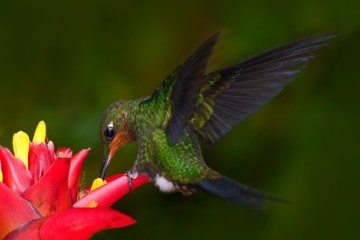 Hummingbird in dark green forest, hummingbird Green-crowned Brilliant, Heliodoxa jacula, green bird from Costa Rica flying next to beautiful red flower, nature habitat, action feeding scene.
