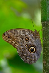 Butterfly in the green forest. Beautiful butterfly Blue Morpho, Morpho peleides, in habitat, with dark forest, green vegetation, Costa Rica. Sitting on the three.
