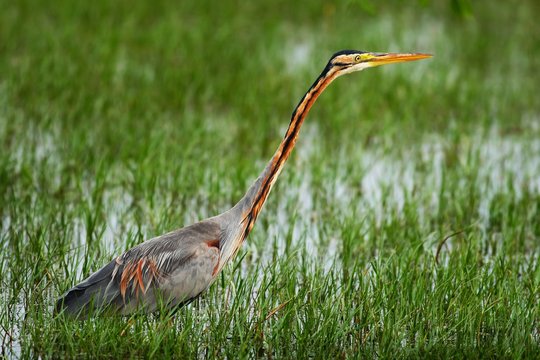 Purple Heron, Ardea purpurea manilensis, beautiful heron in the nature habitat. Heron in the green grass with water. Water bird from India. Heron with long neck. Bird in the march.