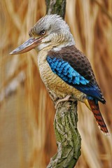 Kingfisher Blue-winged kookaburra, Dacelo leachii, Australia. Bird near the river. Kingfisher in the nature water grass habitat. Bird sitting on the branch. Wildlife scene from forest.