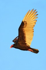 Flying vulture with blue sky, evening sun. Turkey vulture, Cathartes aura, ugly black bird with red head, on the sky, Florida, USA. Bird in flight.