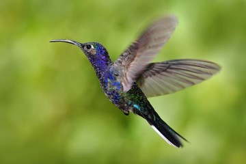Fototapeta na wymiar Flying big blue bird Violet Sabrewing with blurred green background. Hummingbird in fly. Flying hummingbird. Action wildlife scene from nature. Hummingbird from Nicaragua in tropic forest.