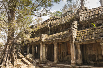 Ta Prohm temple in Angkor, Cambodia. Secular spunge tree roots over the temple