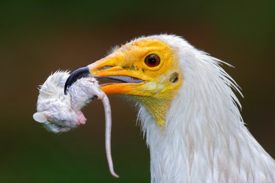 Detail portrait of bird of prey with catch, little mouse. Egyptian Vulture, Neophron percnopterus, with kill mouse. White head portrait with mouse in the bill. Bird in nature habitat. Face portrait