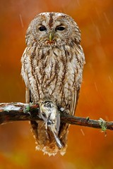 Autumn orange forest. Tawny owl in the forest with tit bird in the talon. Brown owl sitting on tree stump in the dark forest habitat with catch. Beautiful animal with food. Bird in the Norway forest. © ondrejprosicky
