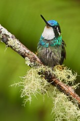 Blue and white small bird from mountain cloud forest in Costa Rica. White-throated Mountain-gem, Lampornis castaneoventris, hummingbird from Costa Rica. Hummingbird in the forest.
