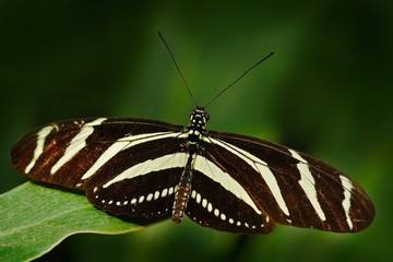 Beautiful butterfly Zebra Longwing, Heliconius charitonius. Butterfly in nature habitat. Nice insect from Costa Rica. Butterfly in the green forest. Butterfly sitting on the leave from Panama. 