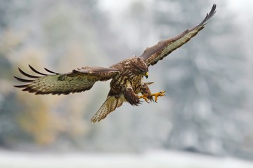 Flying bird of prey. Bird in the snowy forest with open wings. Action scene from nature. Bird of...