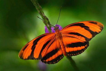 Fototapeta na wymiar Orange Barred Tiger, Dryadula phaetusa, butterfly in nature habitat. Nice insect from Mexico. Butterfly in the green forest. Butterfly sitting on the leave. Beautiful orange butterfly with open wing.