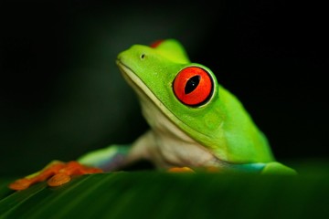 Detail portrait of frog with red eyes. Red-eyed Tree Frog, Agalychnis callidryas, in the nature habitat, Panama. Beautiful frog sitting on the green leave. Rare amphibian from tropic forest. 